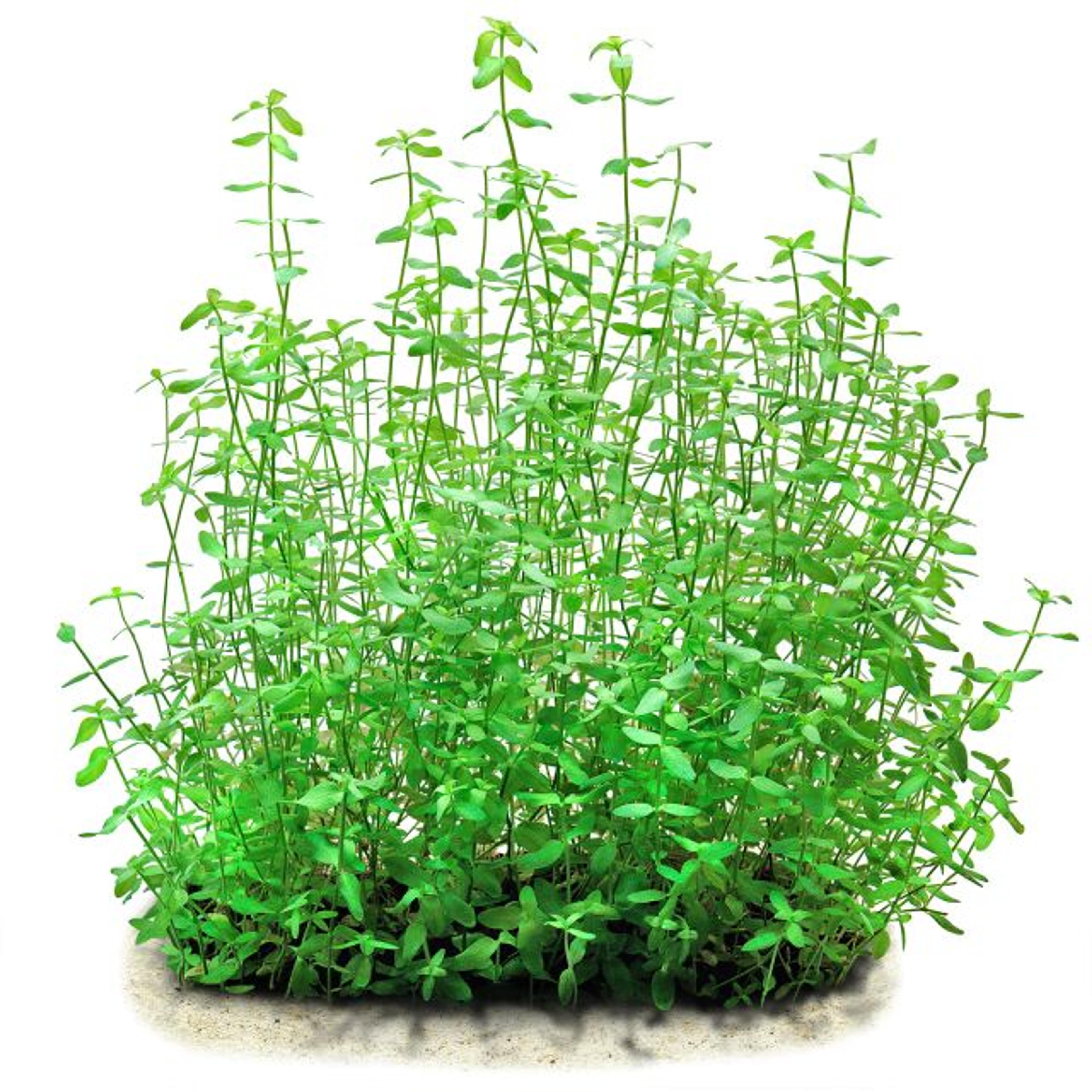 Hedyotis salzmannii | Aquasabi - Aquascaping Shop