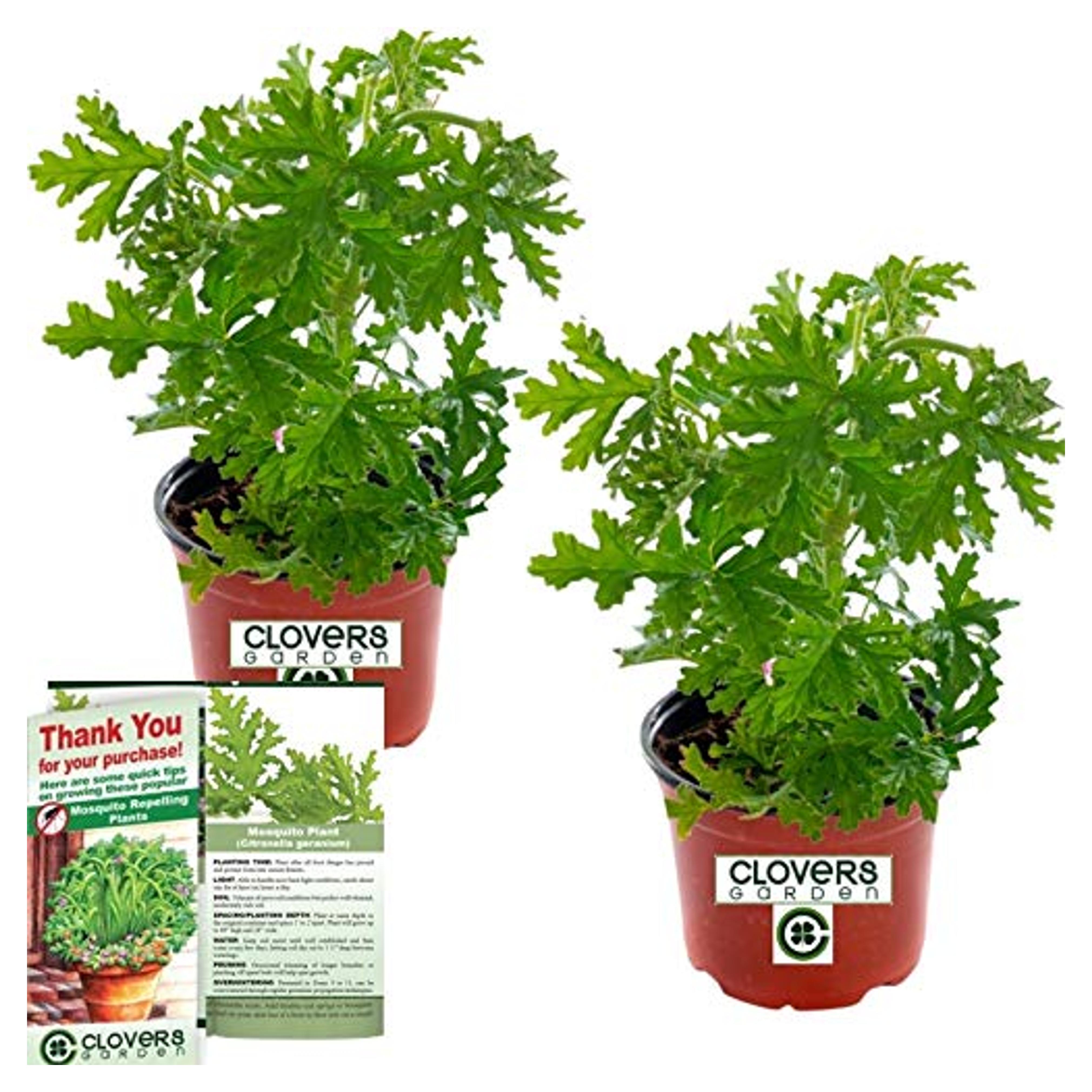 Clovers Garden 2 Large Citronella Plants in 4-Inch Pots – Citrosa Geranium Plant Natural Mosquito Plant