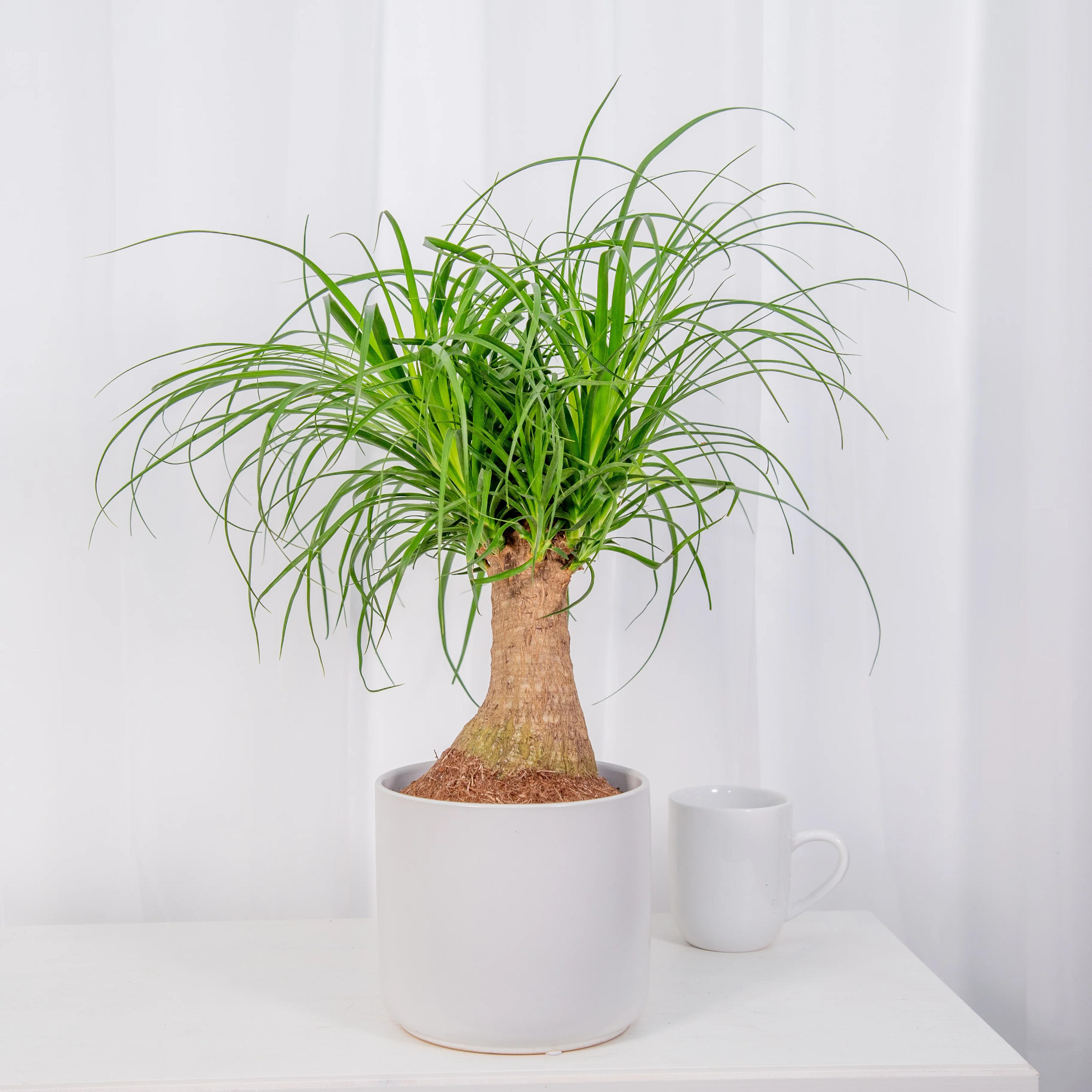 Ponytail Palm – Costa Farms