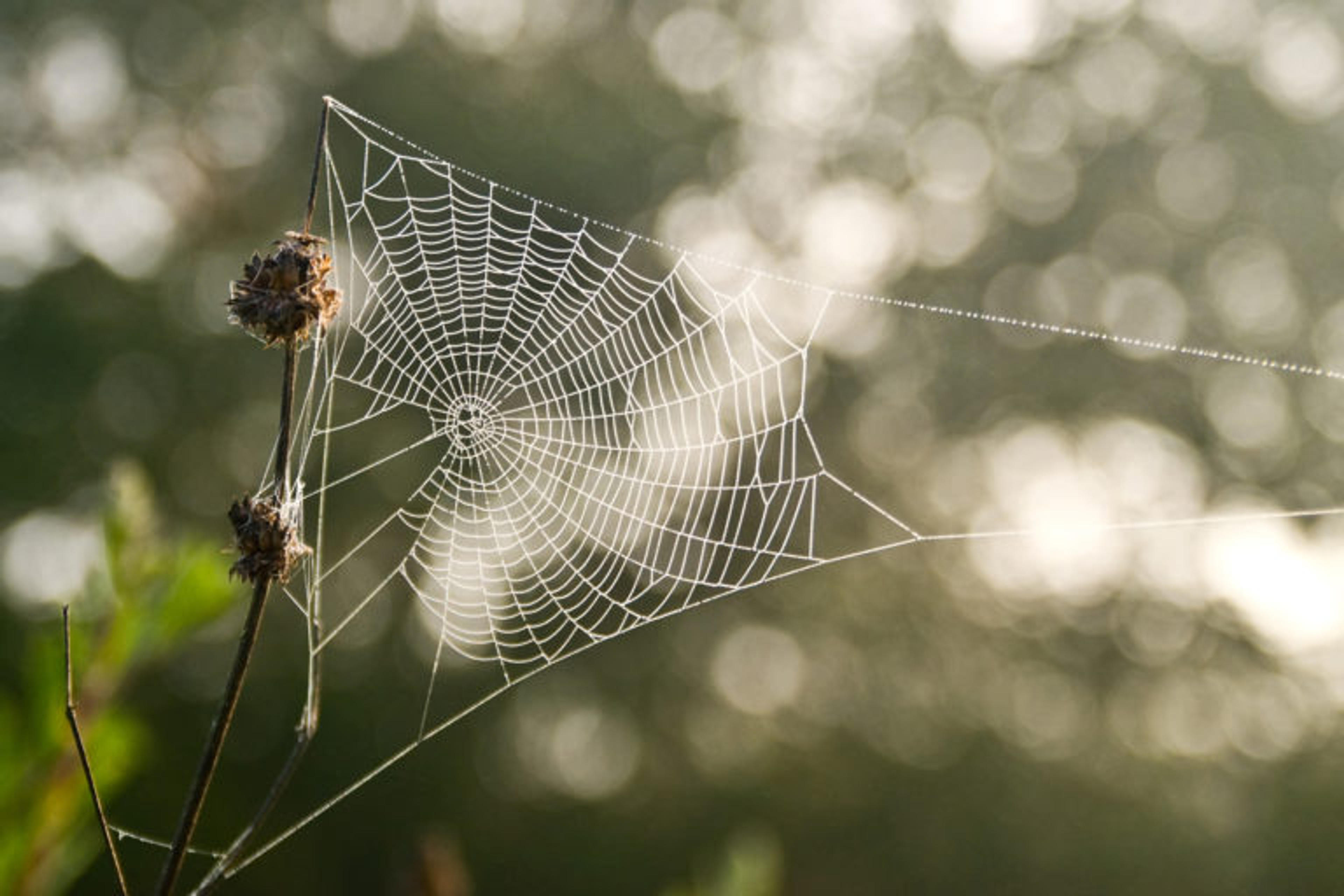 Through biomimicry, Brazil seeks tech innovations inspired by nature