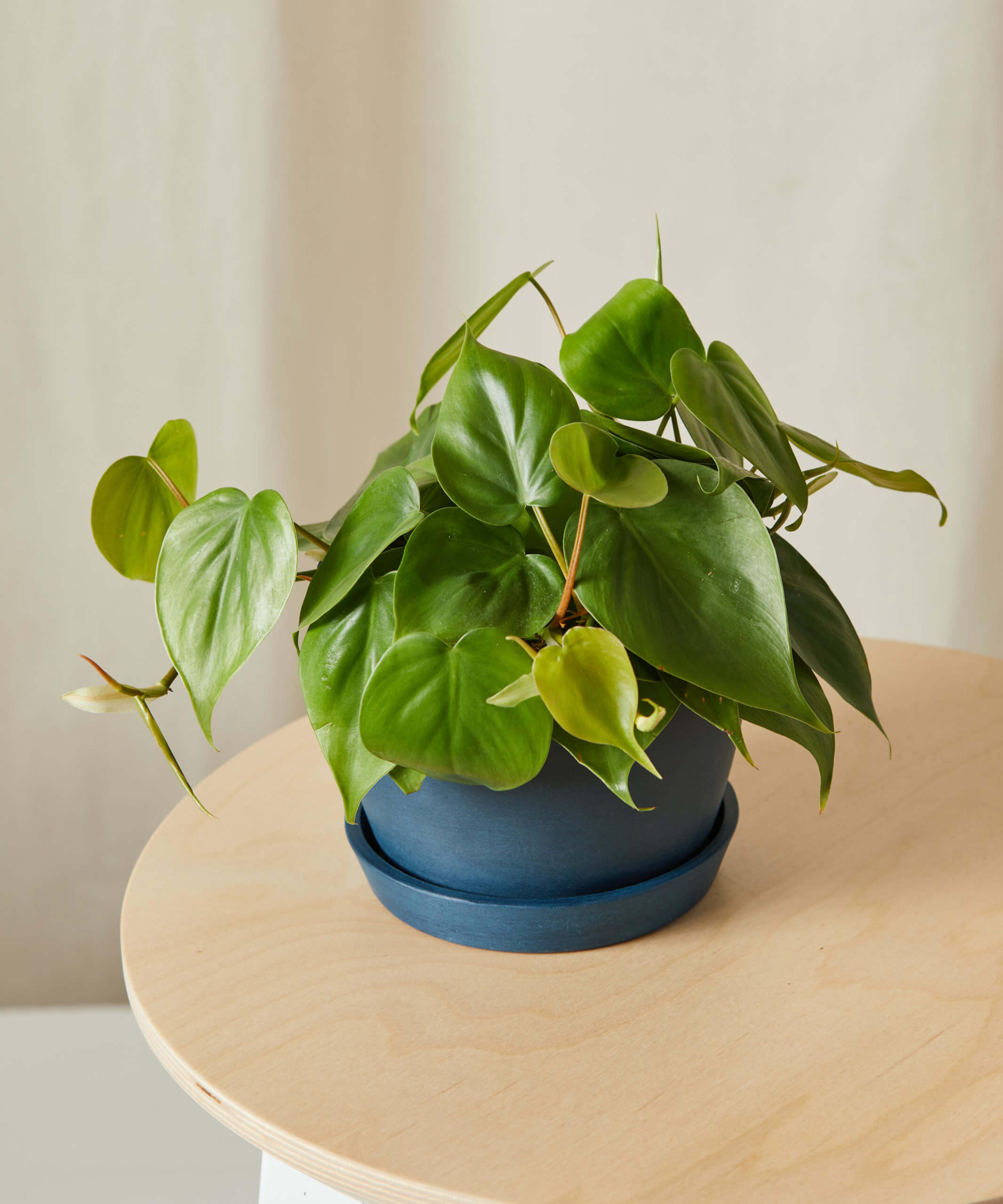 Buy Potted Philodendron Heartleaf, Indoor Houseplant | Bloomscape