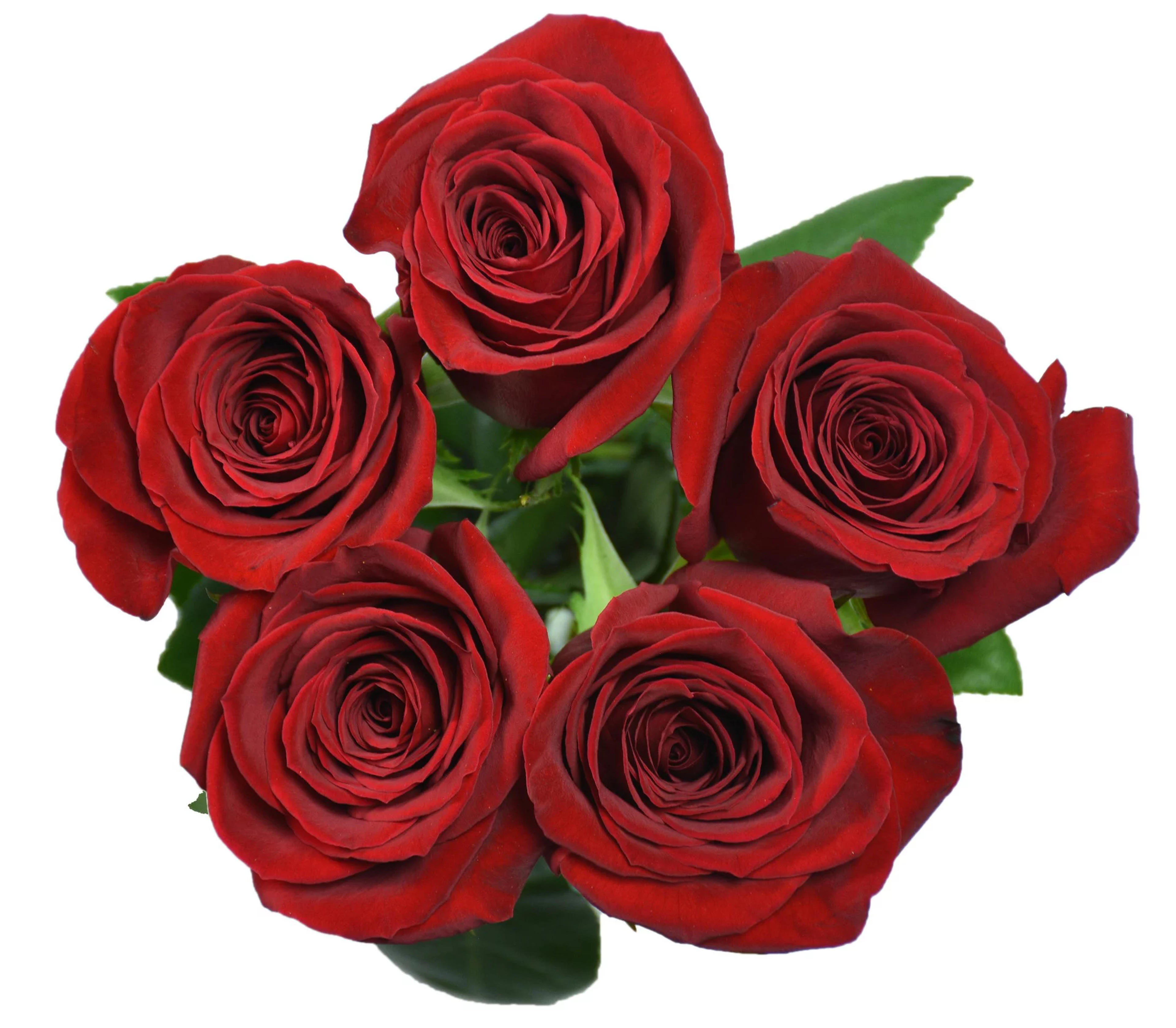 5 Stem Roses (Fresh Cut Flowers) - Walmart.com