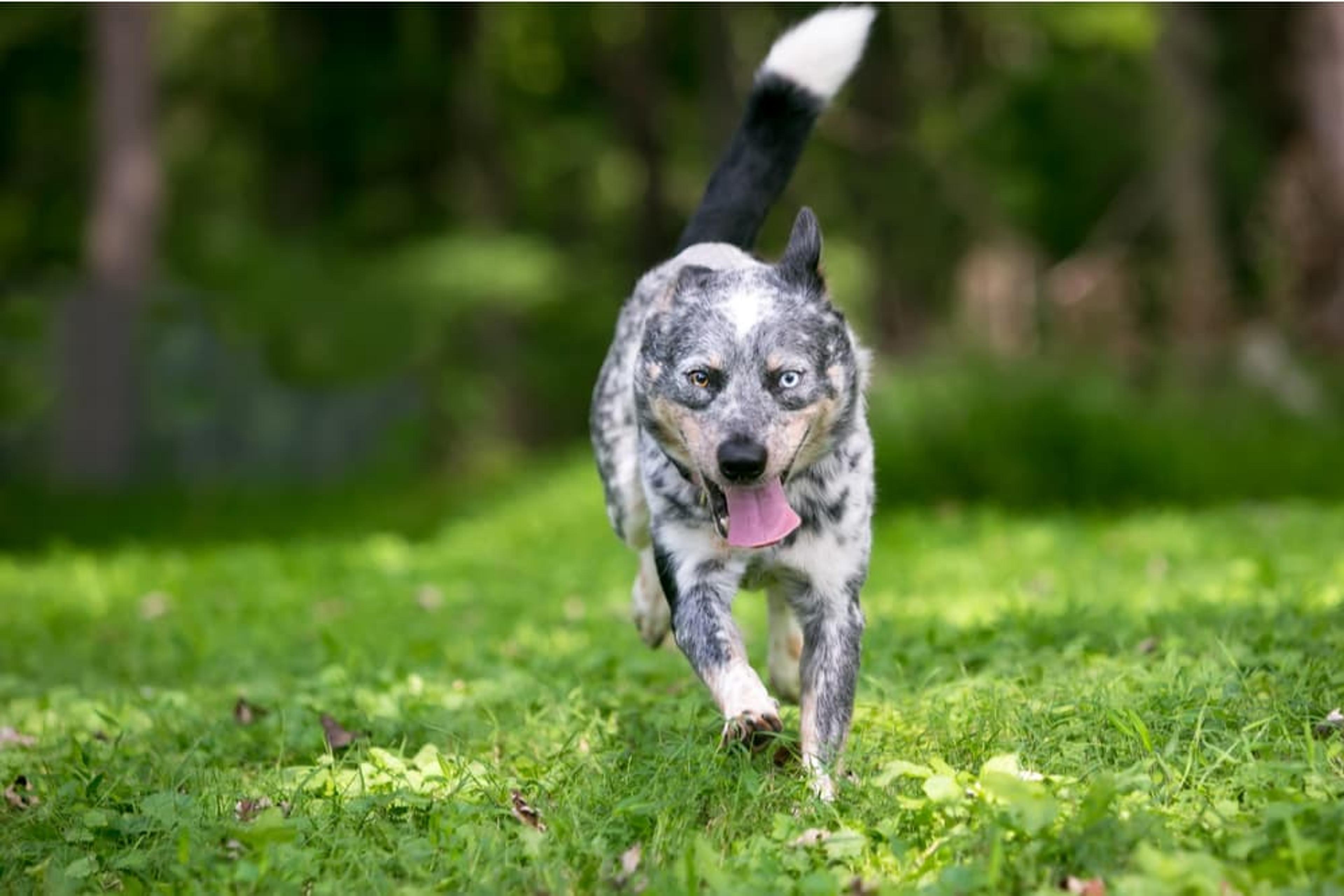 Dog Zoomies: Understanding Why Dogs Run Like Crazy | Great Pet Care
