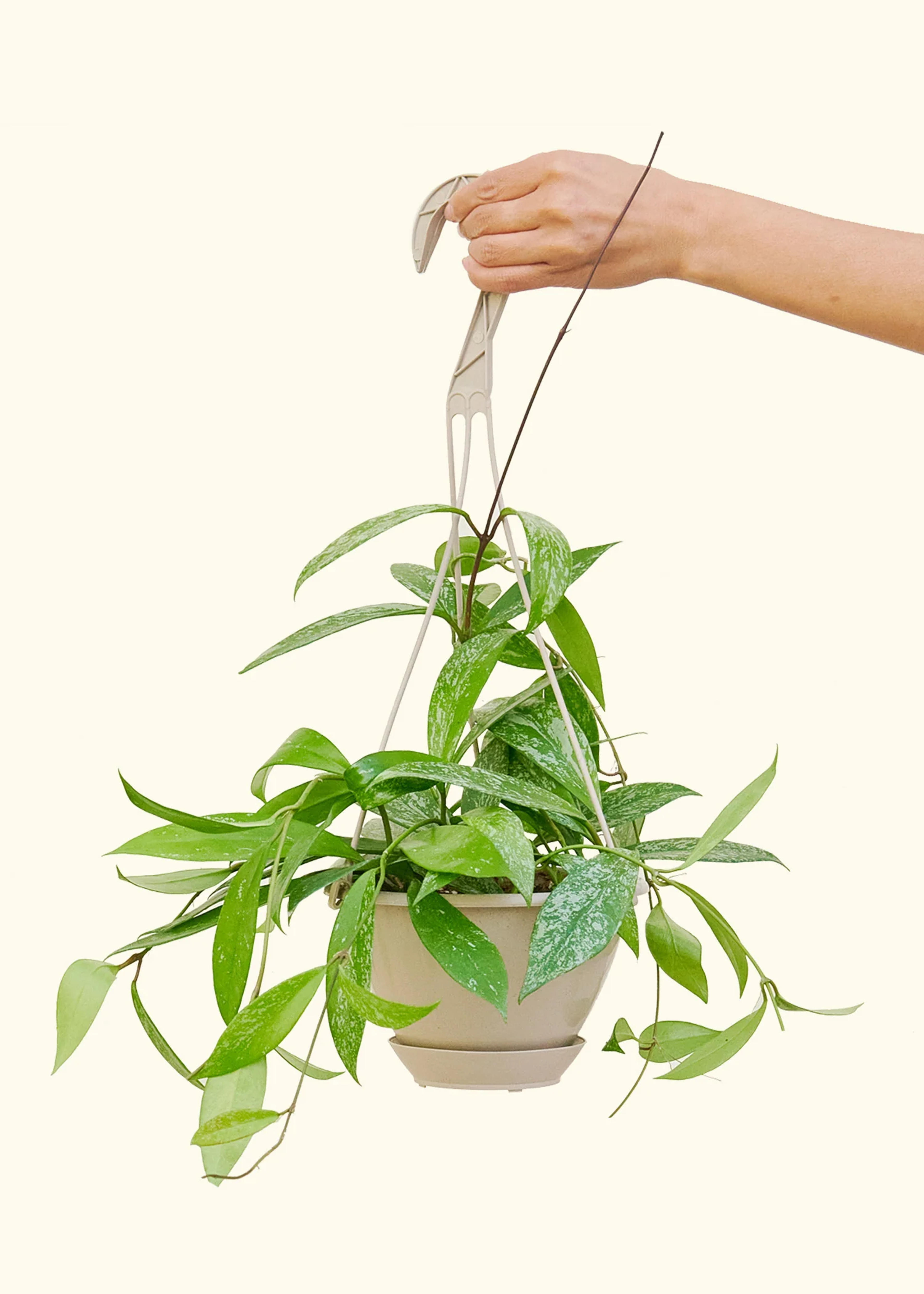 Hoya 'Silver Splash', Hanging (Hoya pubicalyx) – Rooted
