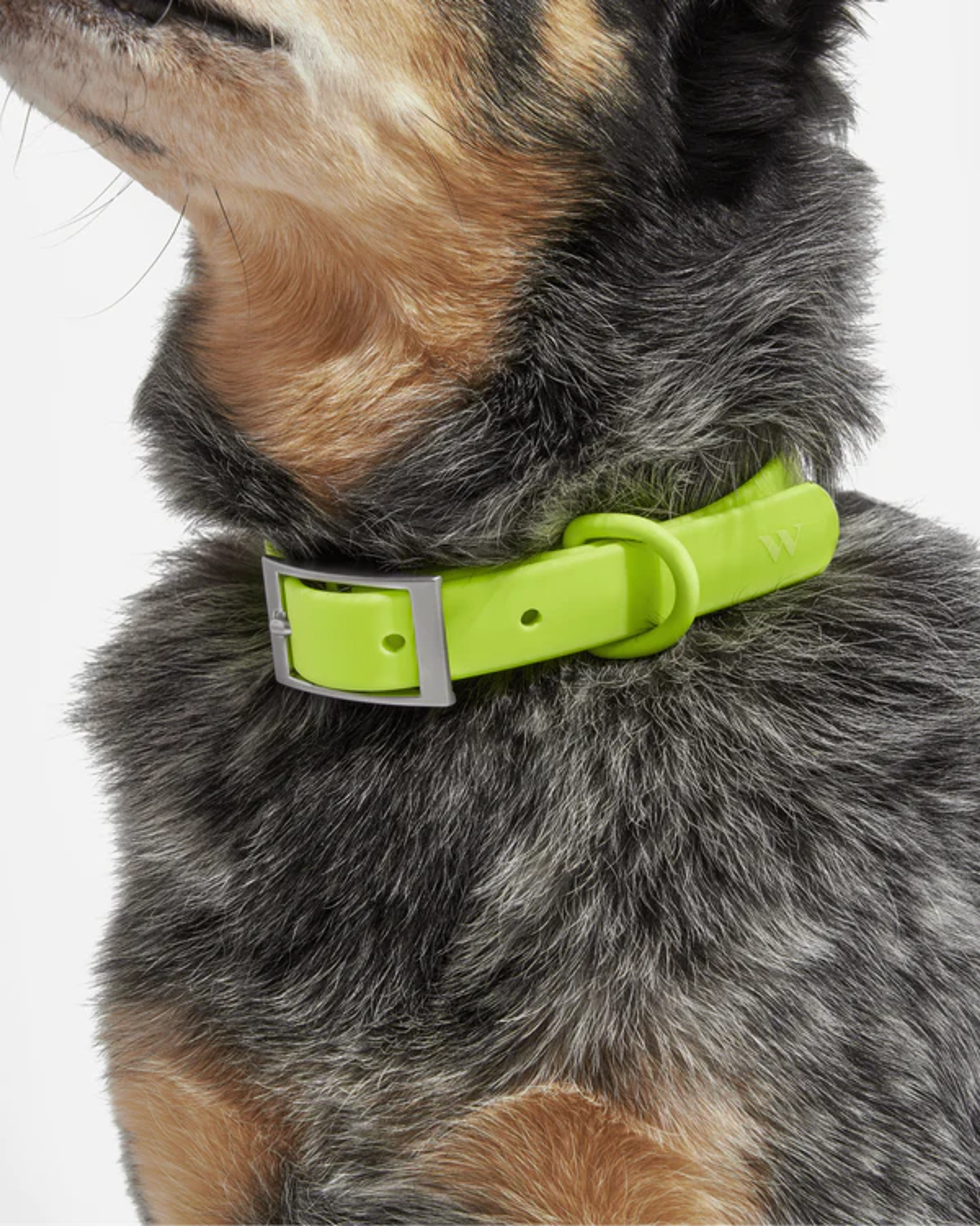 Dog Collar | Wild One