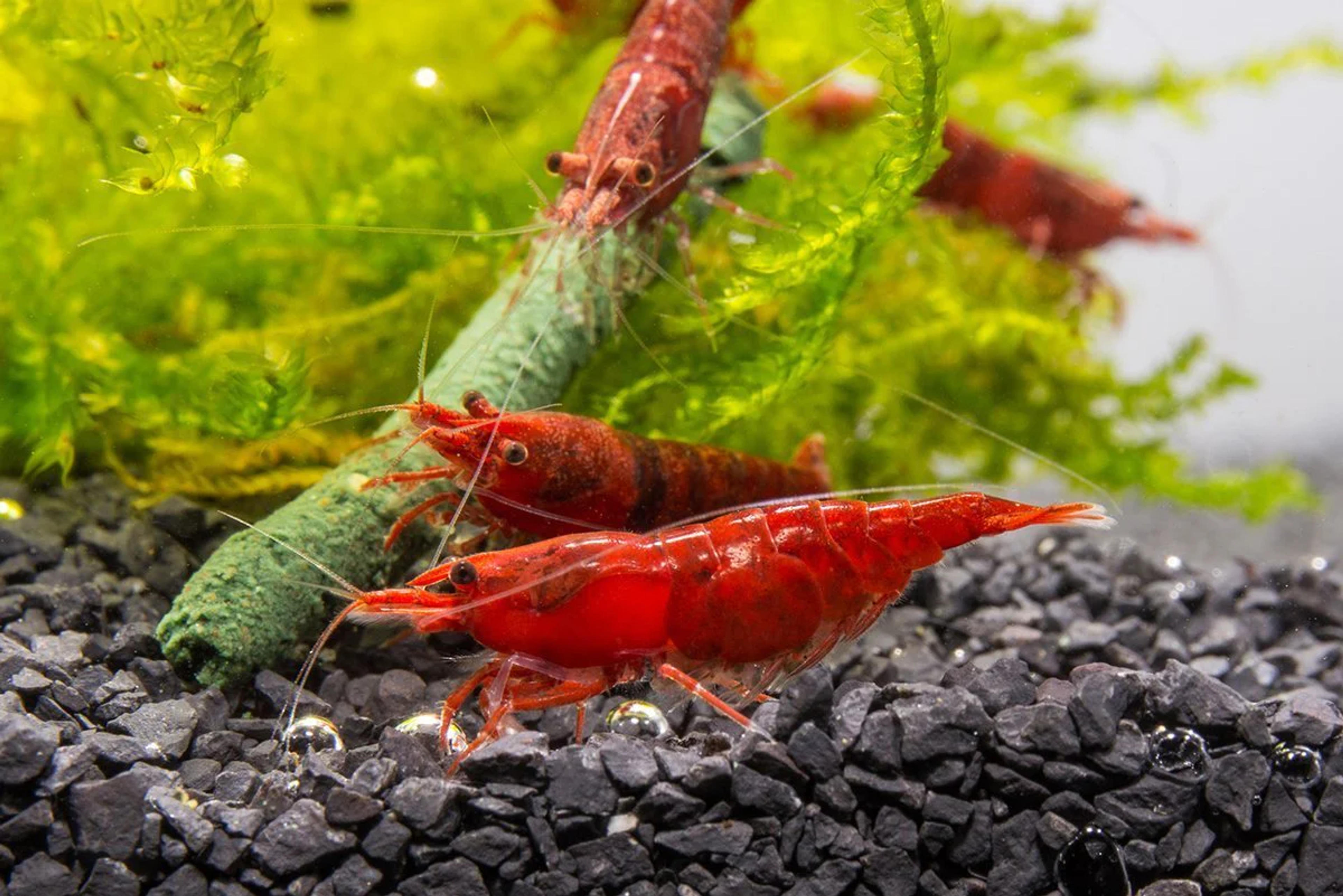 Fire Red Cherry Shrimp