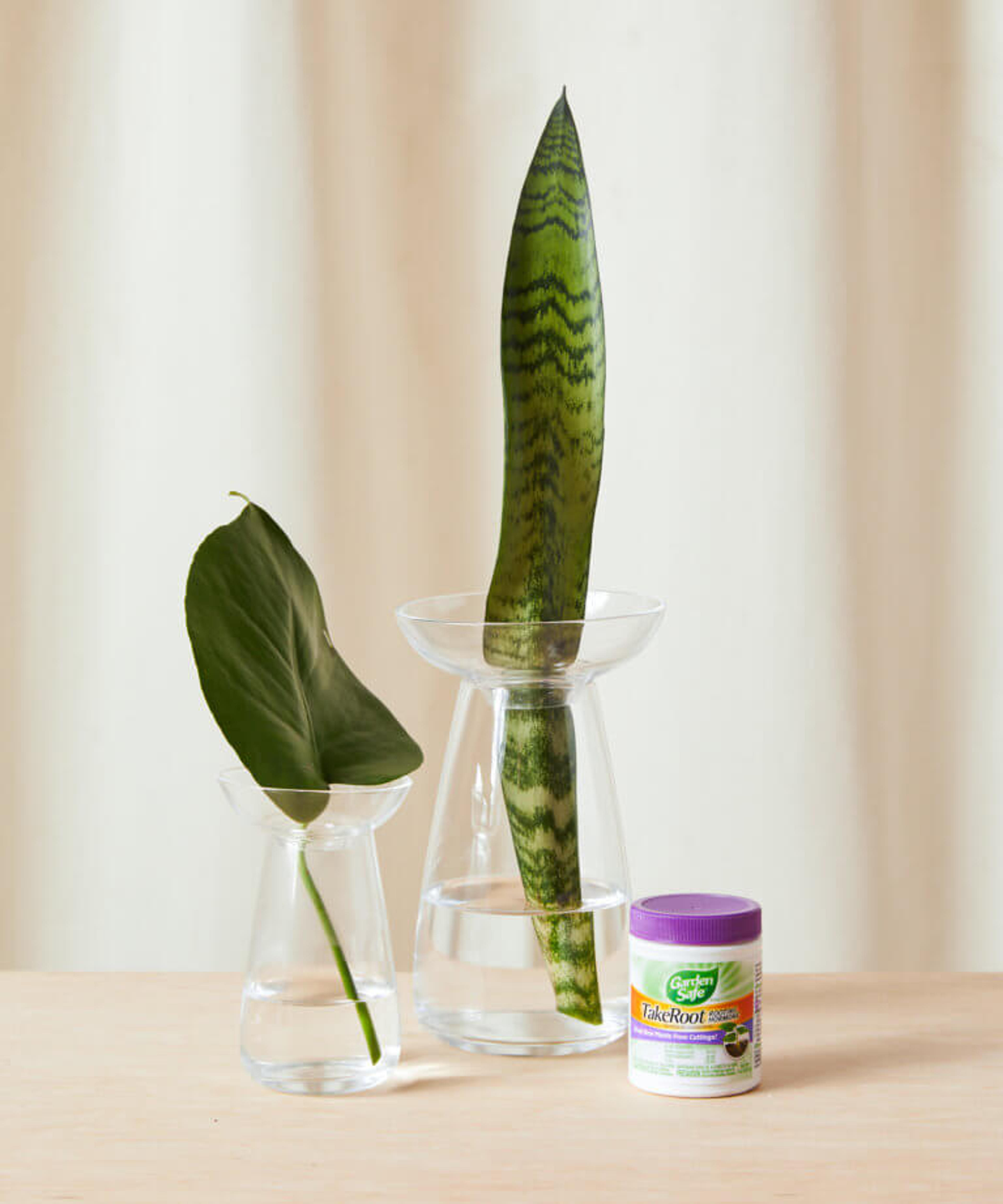 Buy Propagation Starter Set for Indoor Plants – Gift Set | Bloomscape