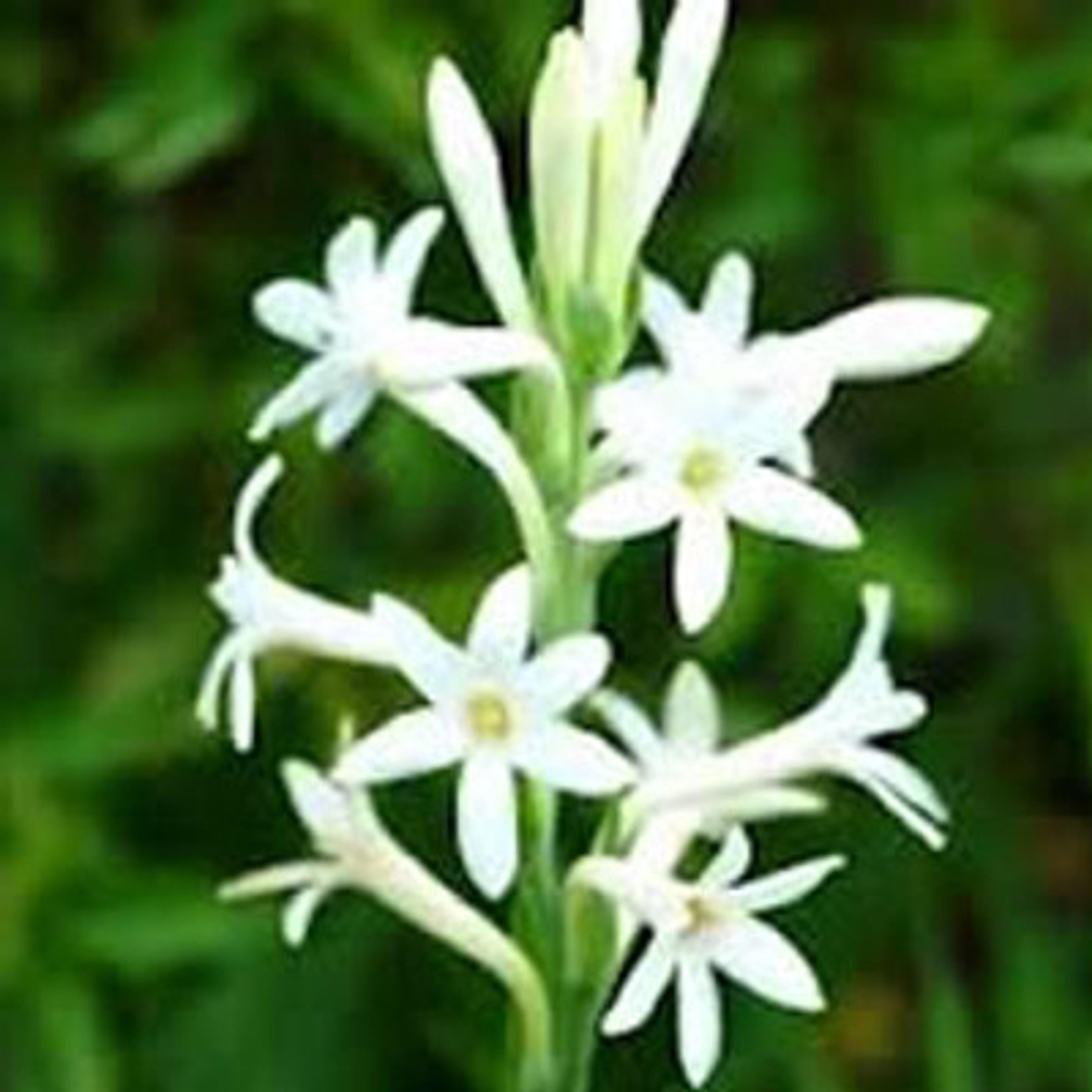 Tuberose Essential Oil | Bulk Apothecary