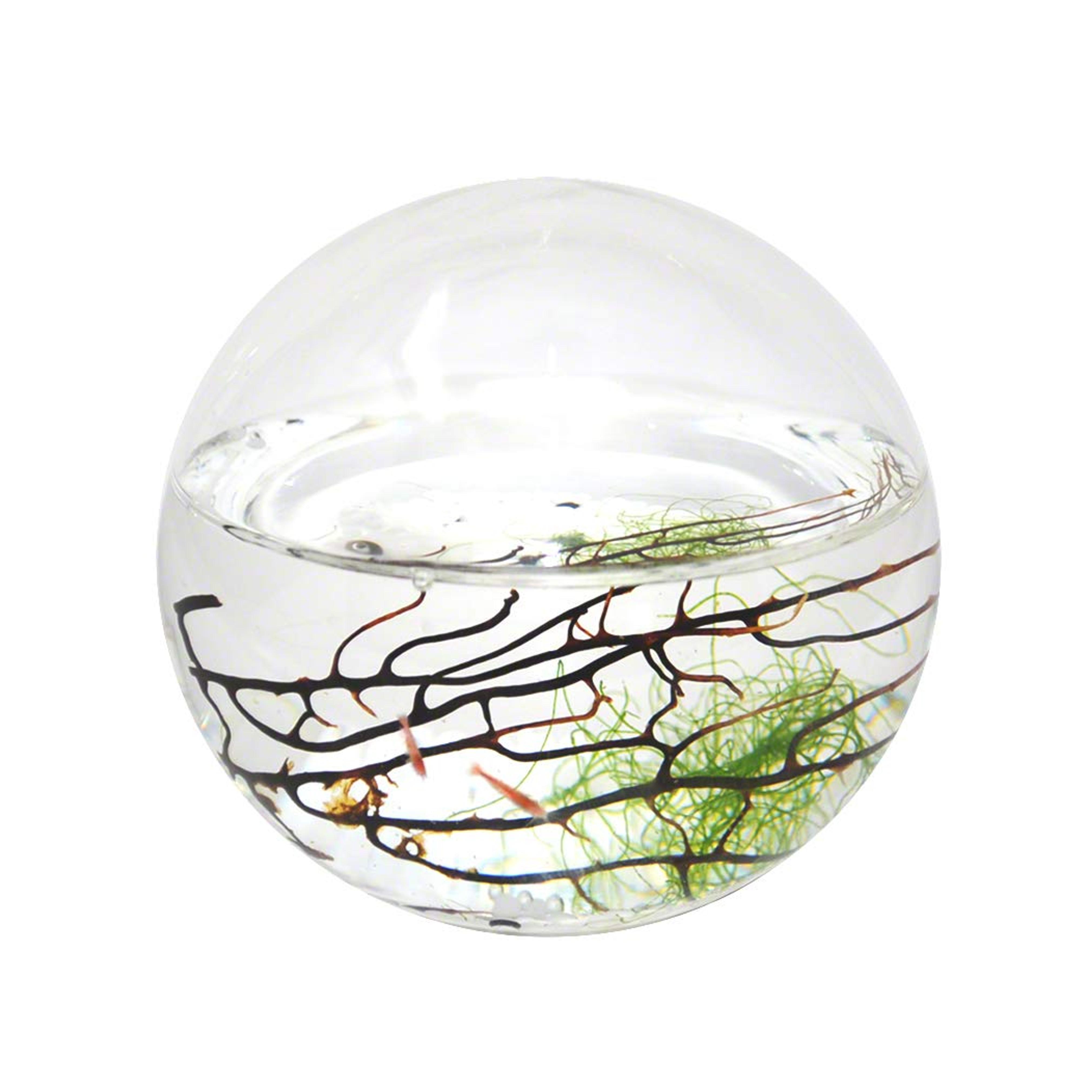 EcoSphere Closed Aquatic Ecosystem, Sphere