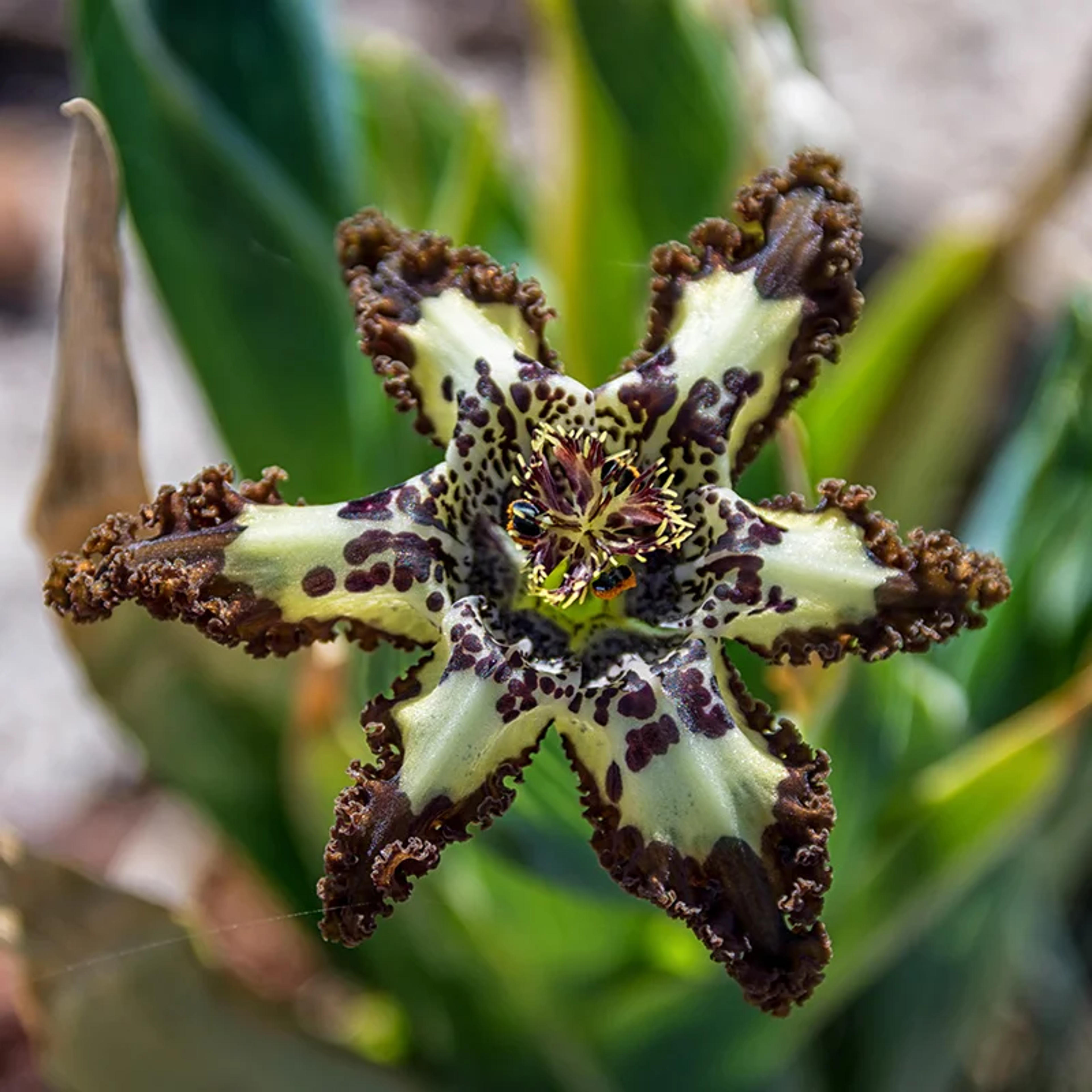 Starfish Iris, Ferraria crispa | High Country Gardens