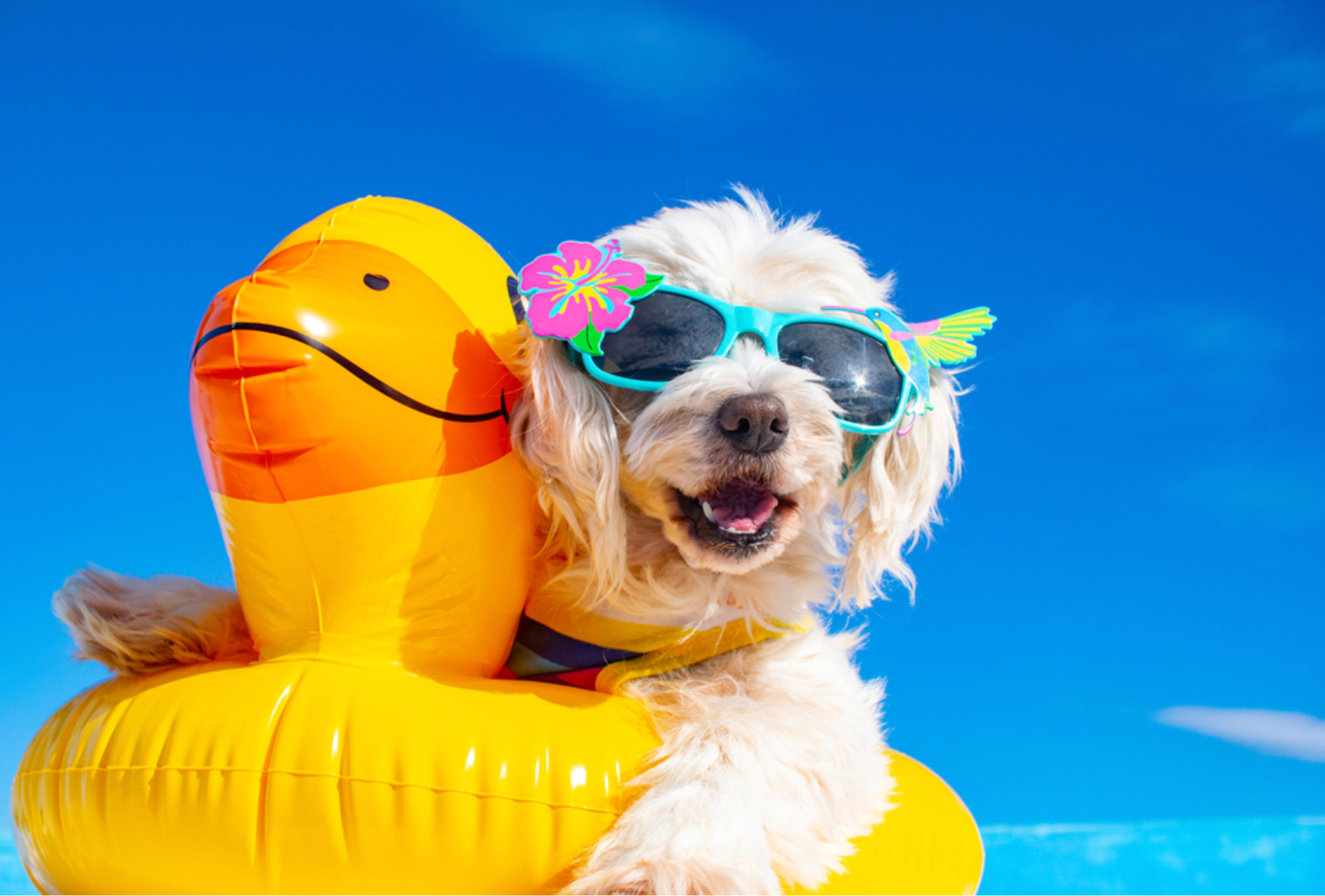 What’s Your Dog’s Summer Vibe?