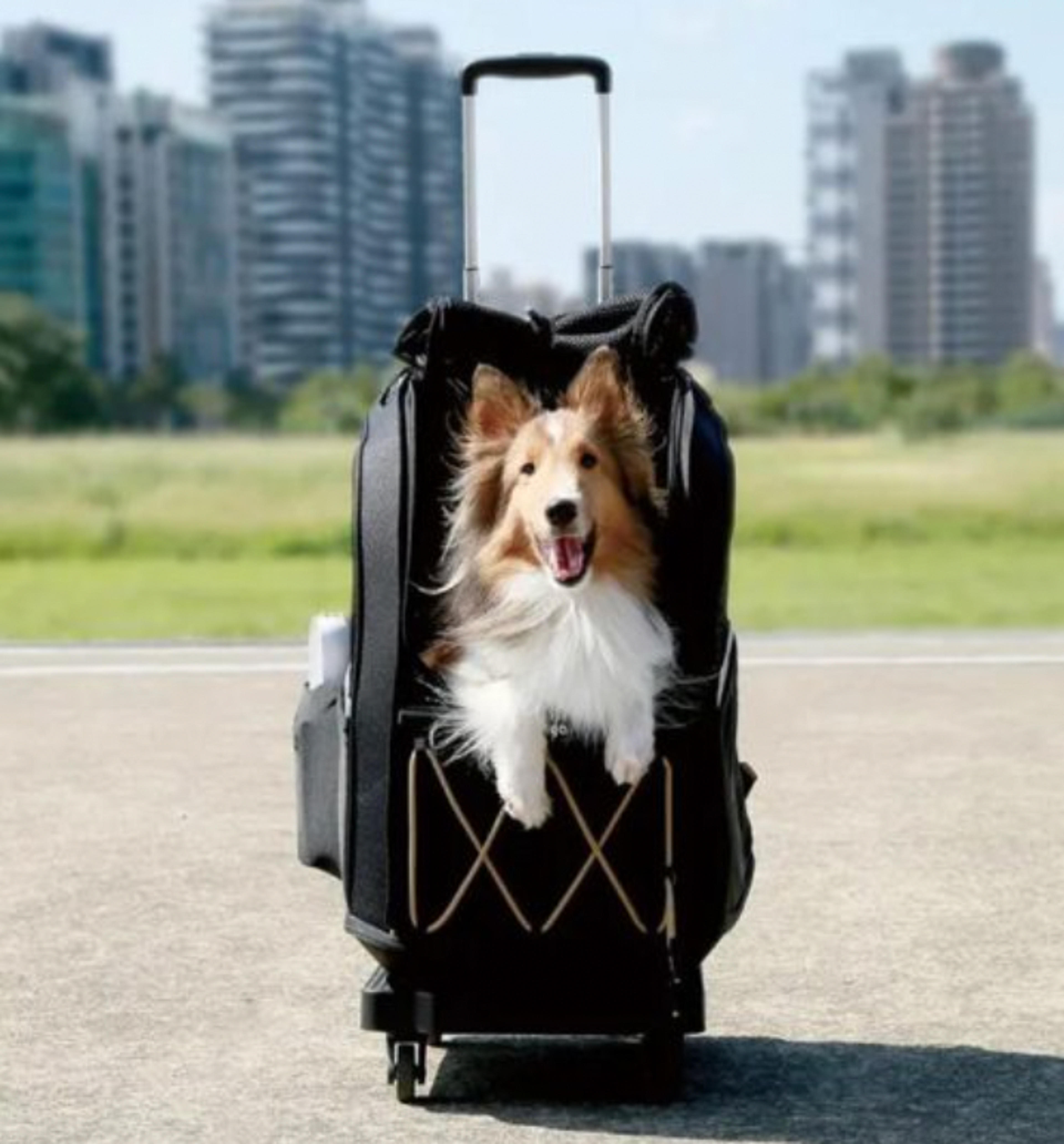 Stylish Cat Dog Backpacks Carrier for Small to Large Pets Ibiyaya