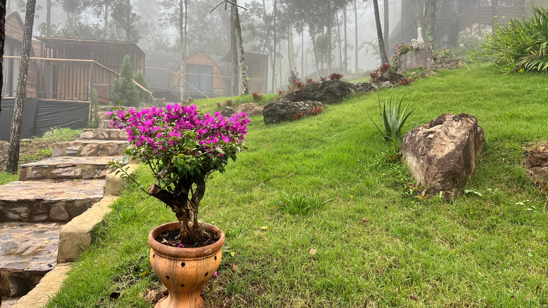 Nature views