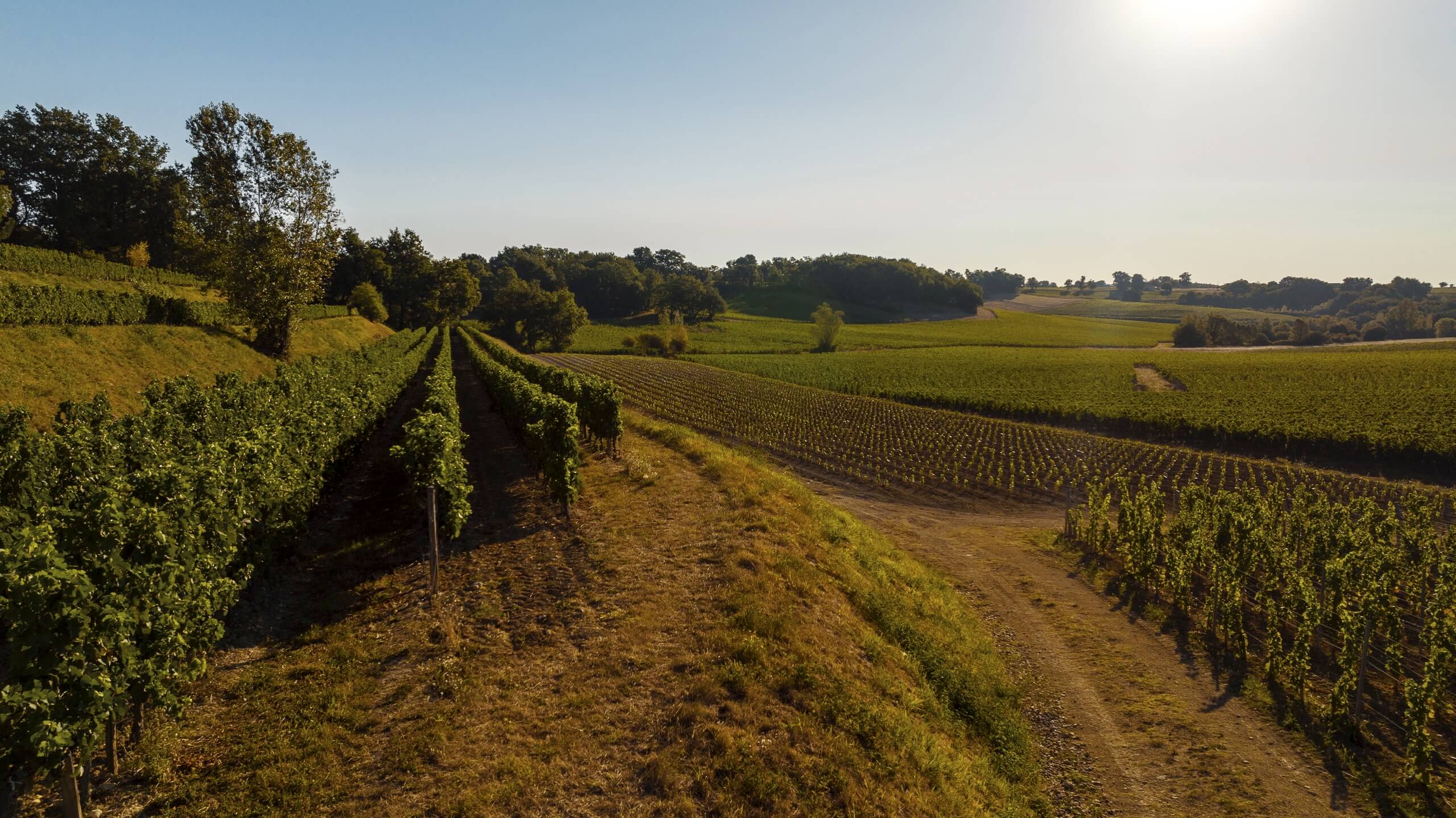 Château Le Rey - Castillon Caracteres