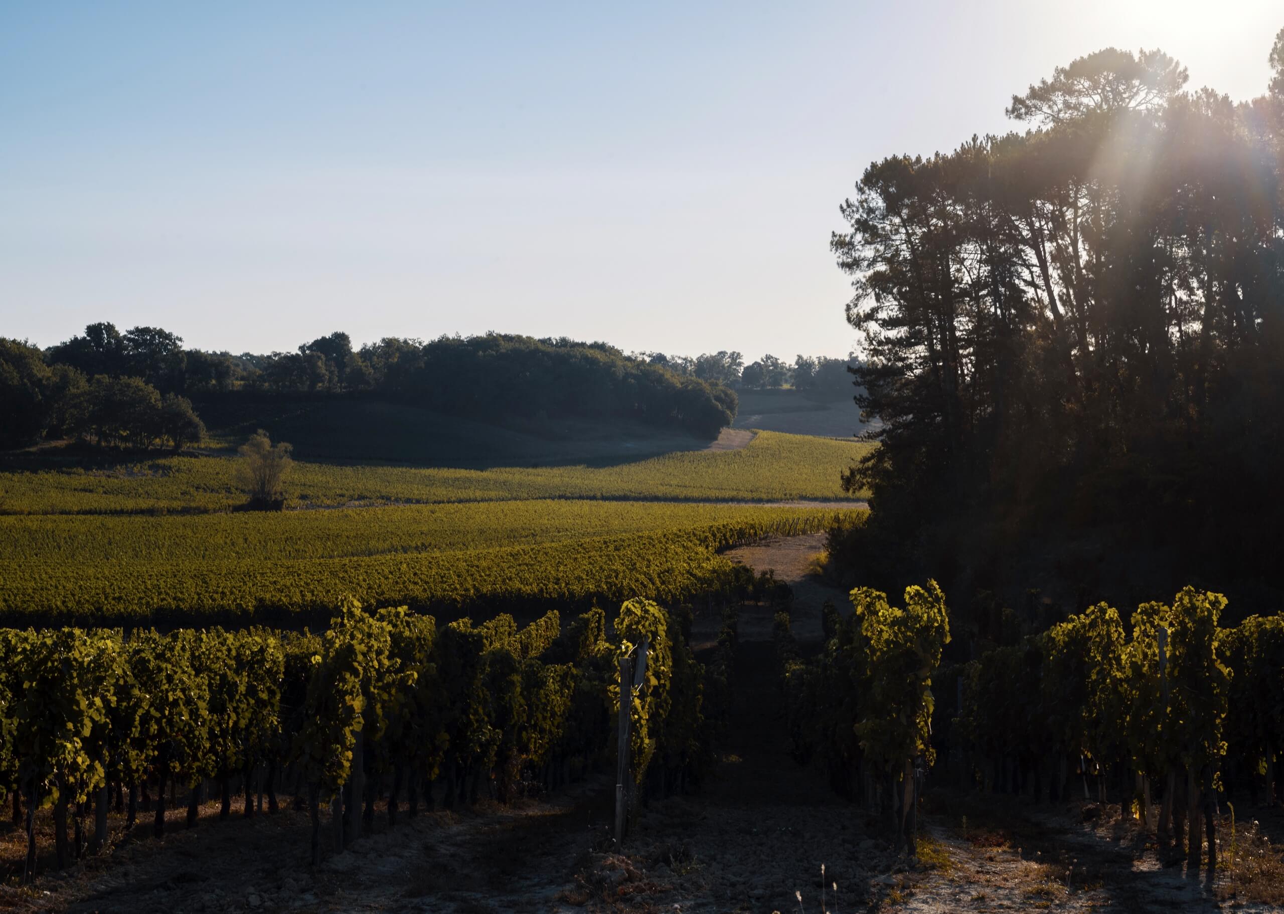 Château Le Rey - Castillon Caracteres