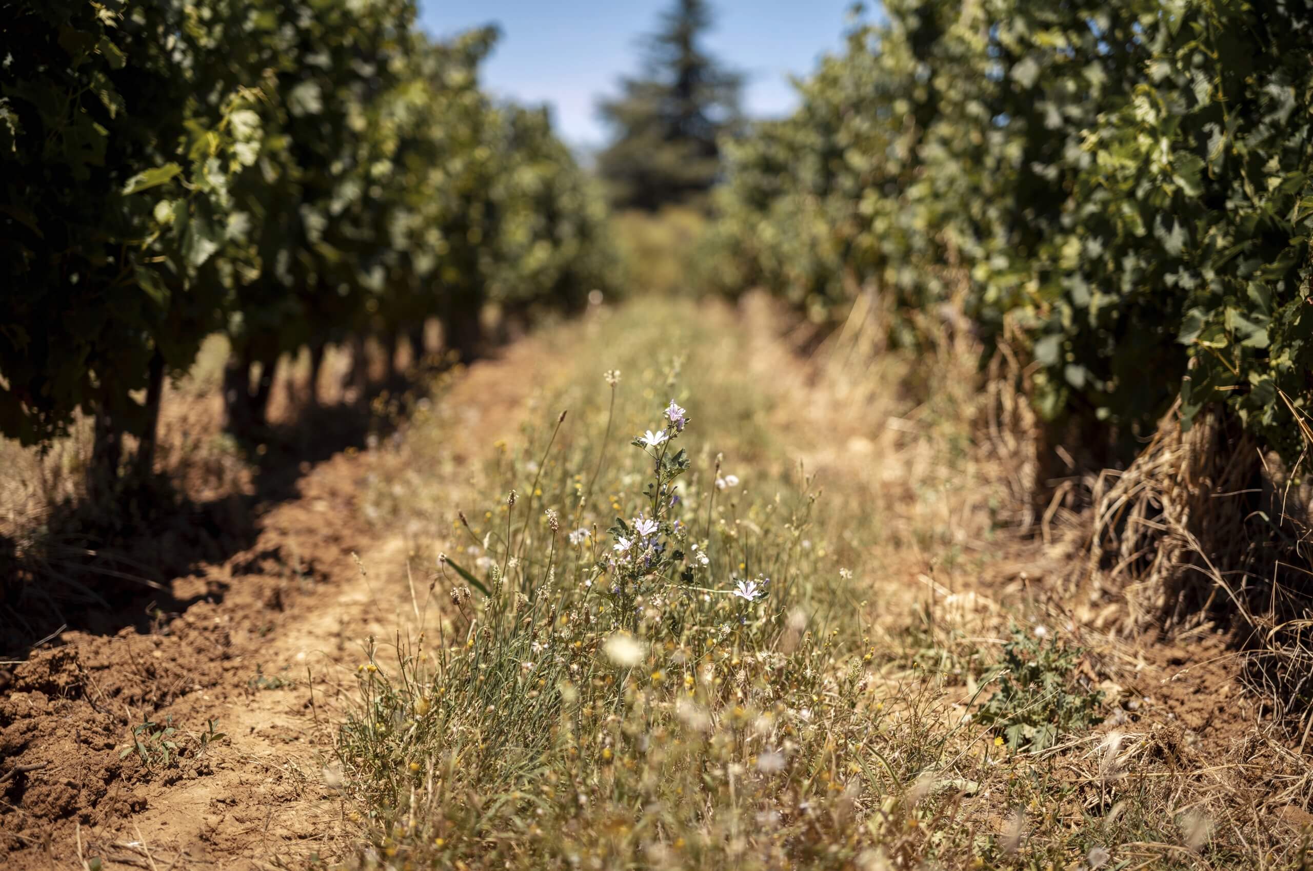 Clos Puy Arnaud - Castillon Caracteres