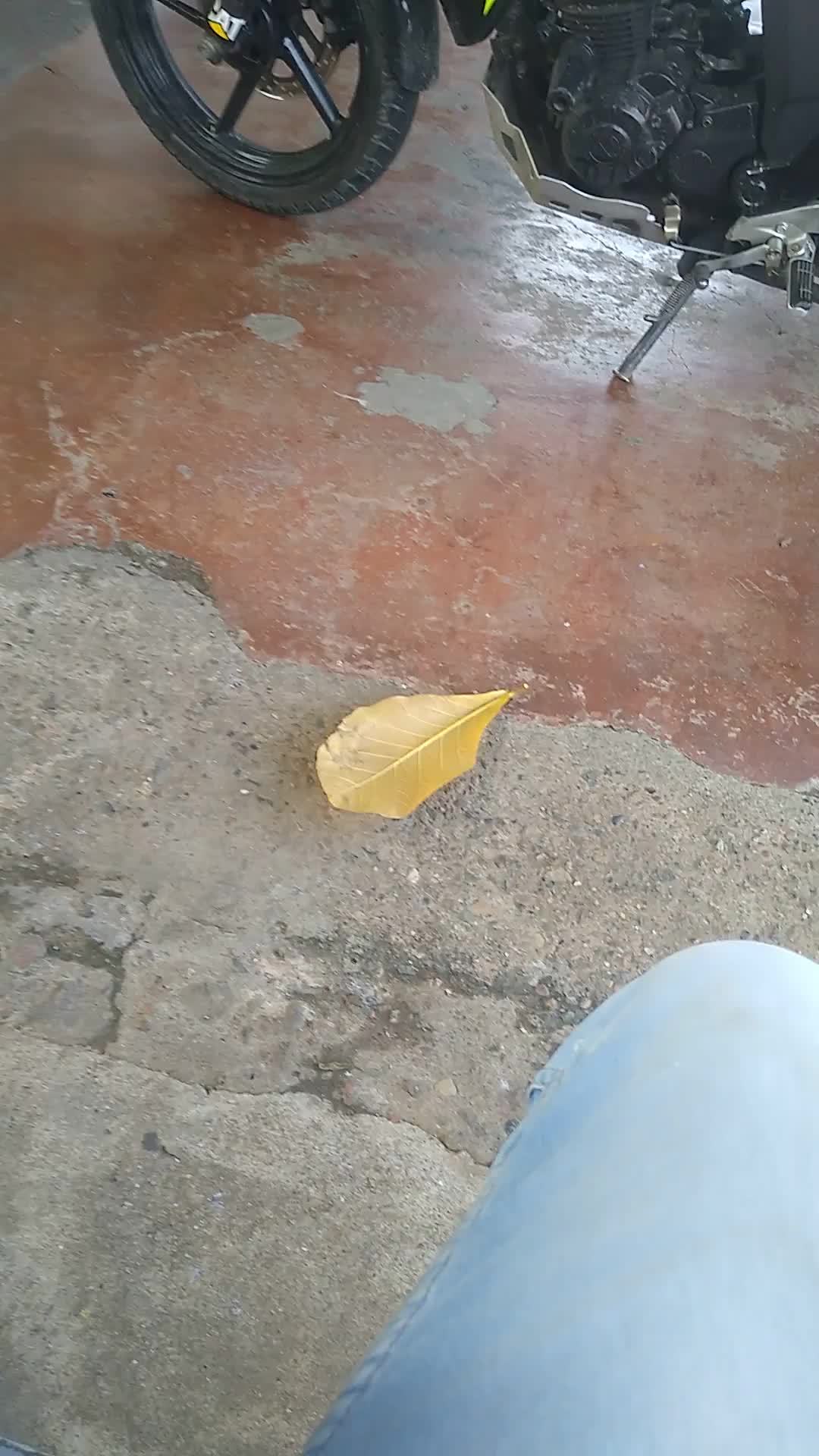 Guarda