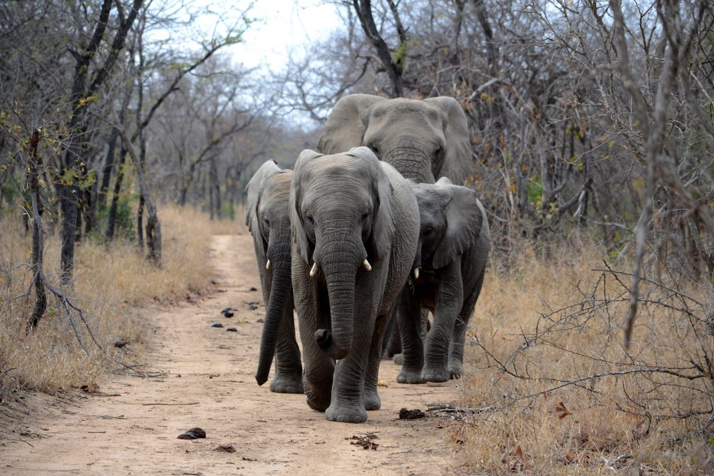 Elephants