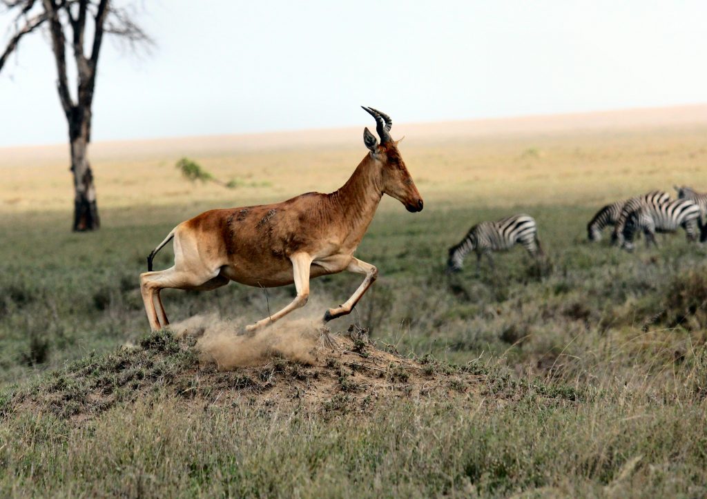 Jumpy Moose