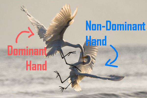 Cross-dominance of birds
