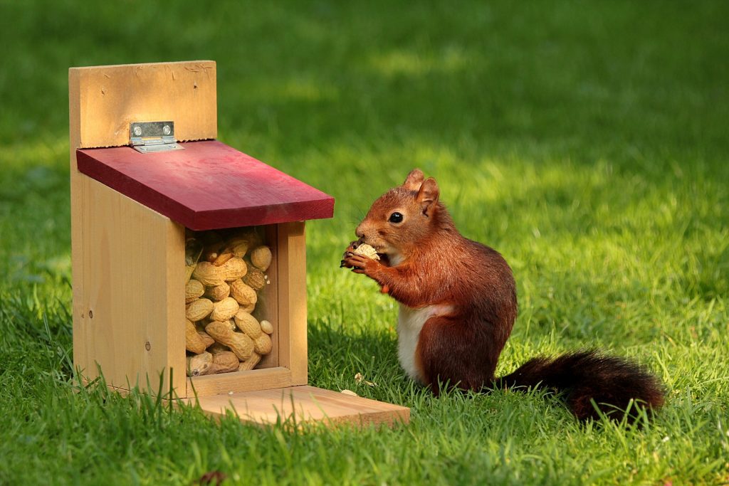 A rather handsome squirrel can't resist the impulse of eating peanuts in a box