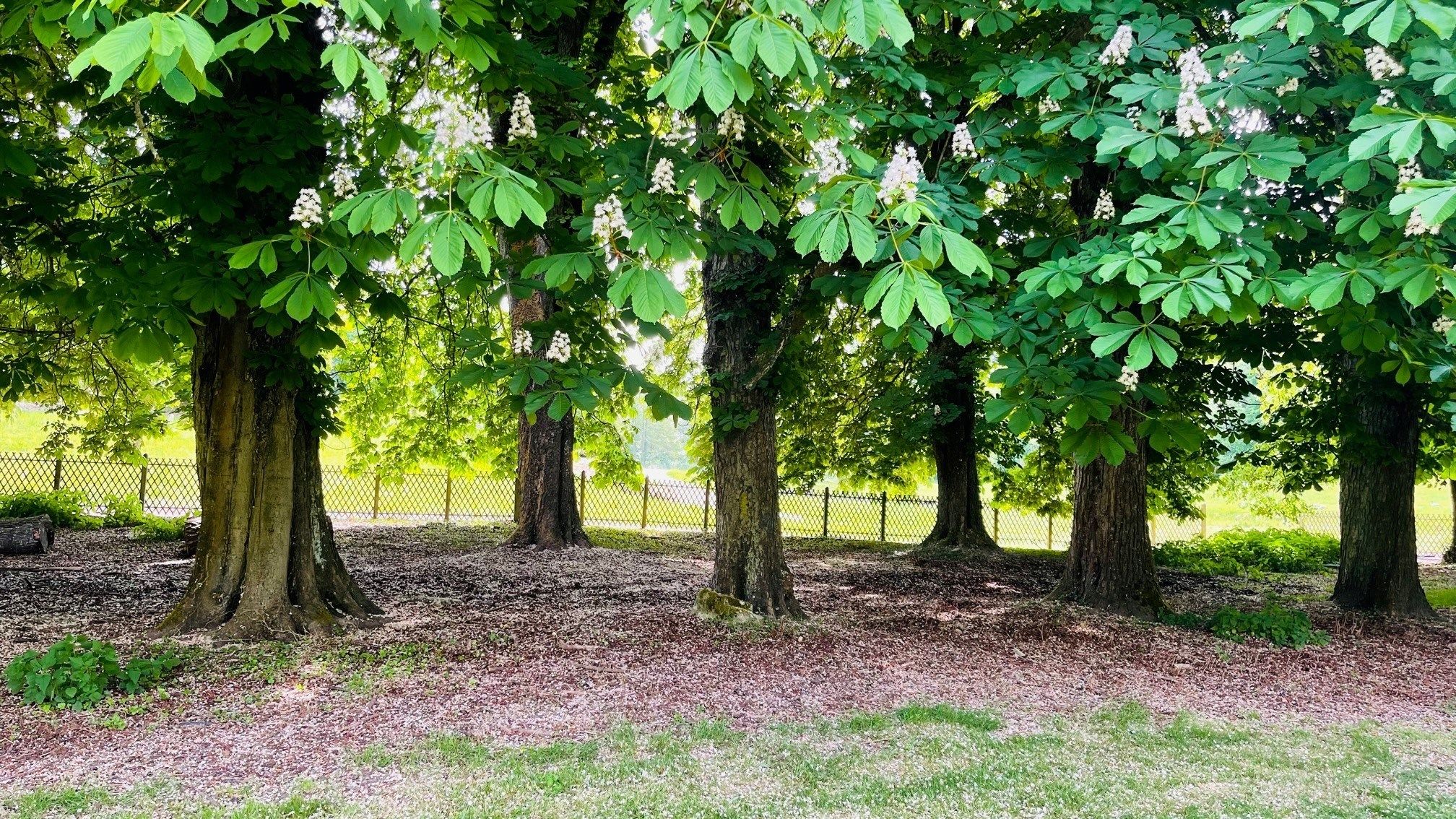 forêt de marronniers en Yvelines