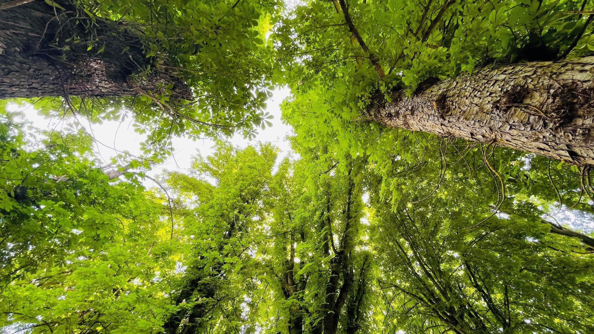 Bois et forets fiducial