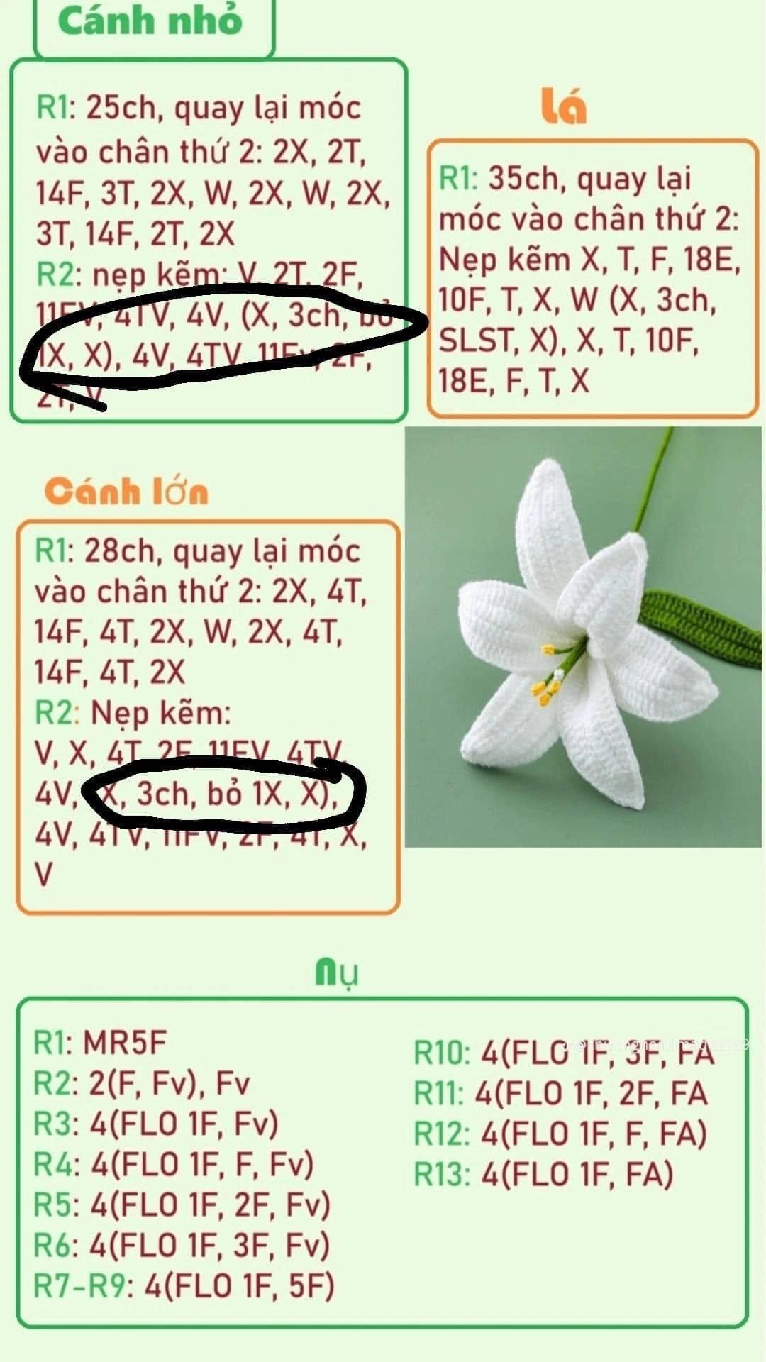 Hoa loa kèn trắng cánh sao