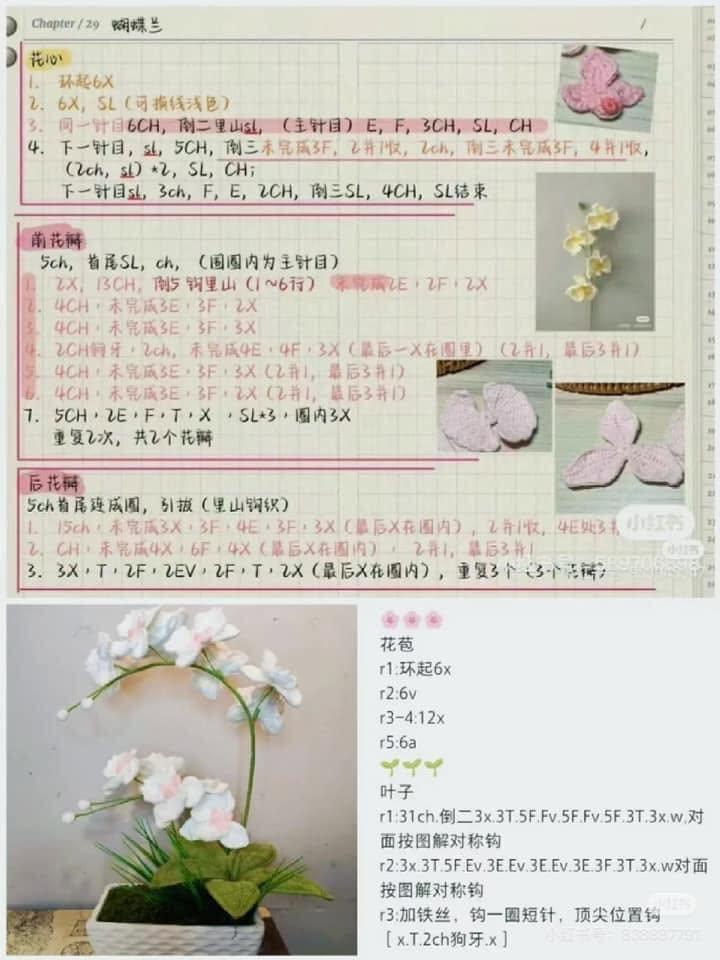Lan hồ điệp hồng trắng