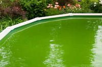 Phosphates Feed Algae