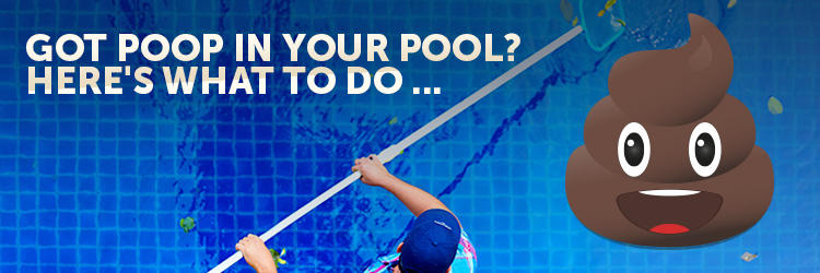 Someone Pooped in My Pool. What Do I Do Now?