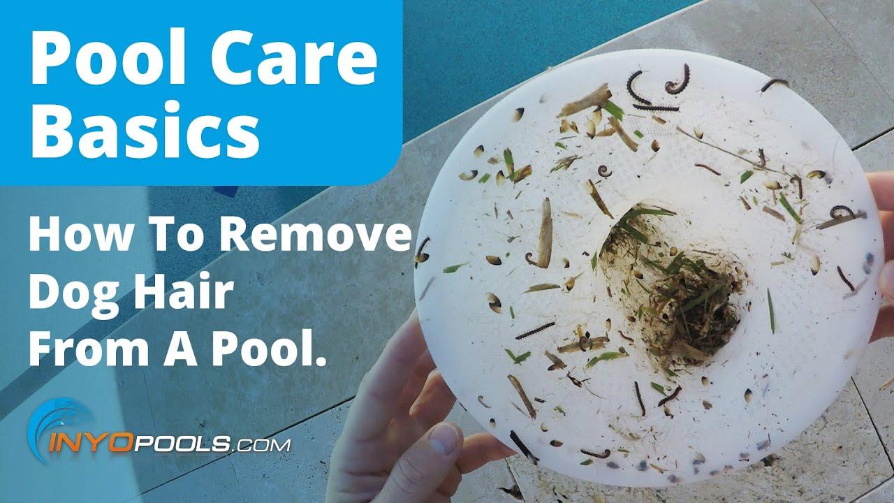 How To Remove Dog Hair From A Pool