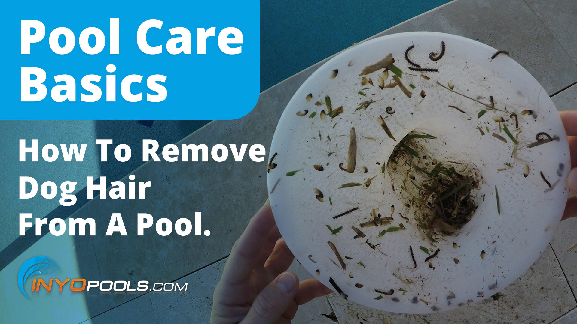 How to Remove that Pesky Dog Hair from Your Pool