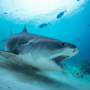 Best Shark Diving in Fuvahmulah