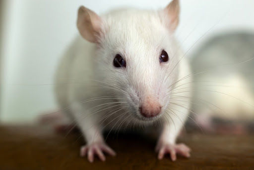 O sucesso nos testes em camundongos machos abre a possibilidade de estender a pesquisa a voluntários humanos. (Fonte: Bilanol/Shutterstock)