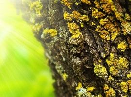 Spring forest abstract background
