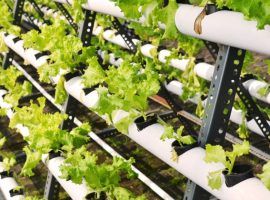 hydroponic on plastic pipe