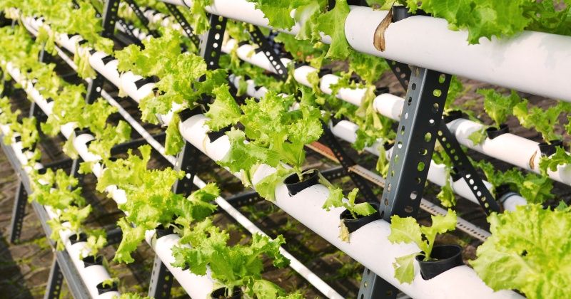 hydroponic on plastic pipe