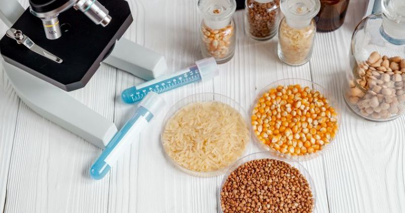 cereals in petri dish for analysis on wooden background