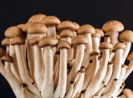 Wykaz grzybów stosowanych w żywności zostanie rozszerzony o 29 nowych gatunków.