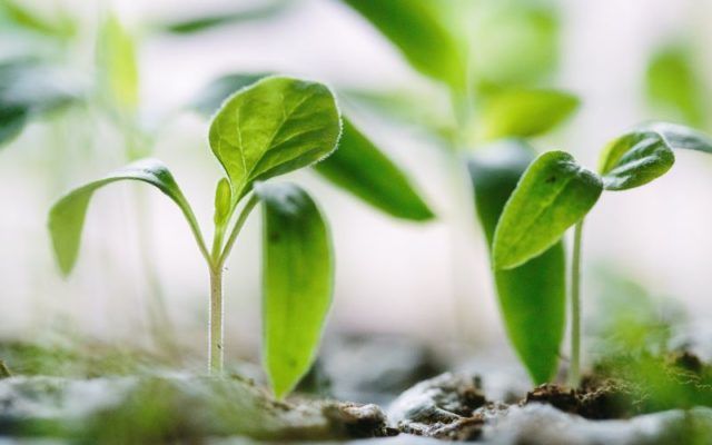 Oświadczenia zdrowotne dla substancji botanicznych – wyrok TSUE w sprawie suplementów diety