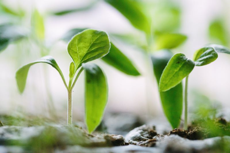 Biofortyfikacja a nowa żywność, wskazówki z orzeczenia Trybunału Sprawiedliwości Unii Europejskiej