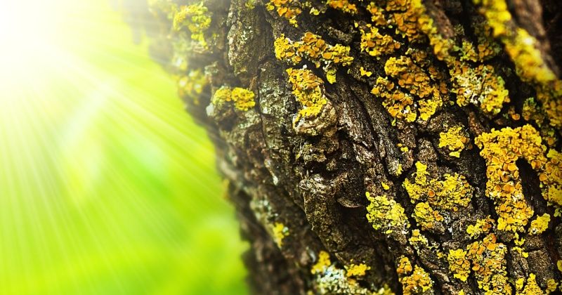 Spring forest abstract background
