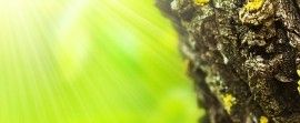 Spring forest abstract background
