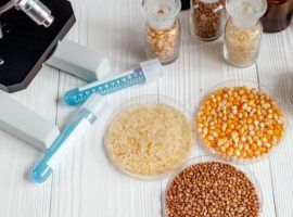 cereals in petri dish for analysis on wooden background