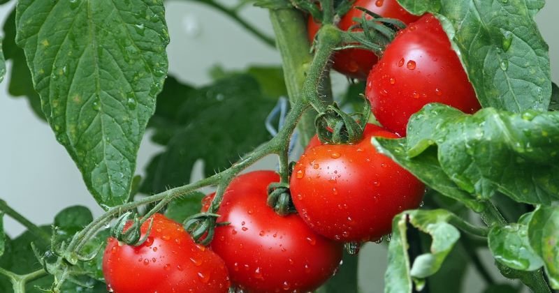 Podsumowanie webinarium DZP: Urzędowa kontrola żywności w praktyce. Informacje w pigułce i wskazówki dla przedsiębiorców.