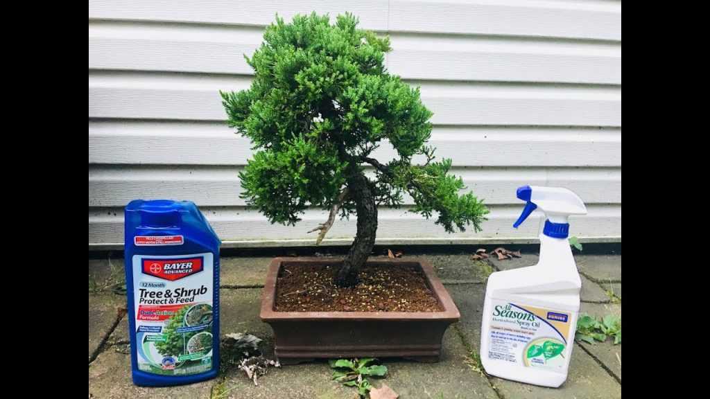 Penyakit dan Hama Bonsai: Mengidentifikasi dan Mengendalikan Ancaman Umum