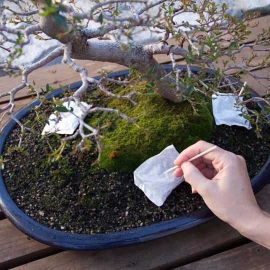 Tanaman Bonsai