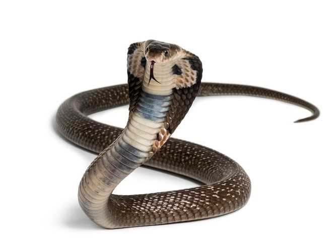 cara mengusir ular dari rumah
