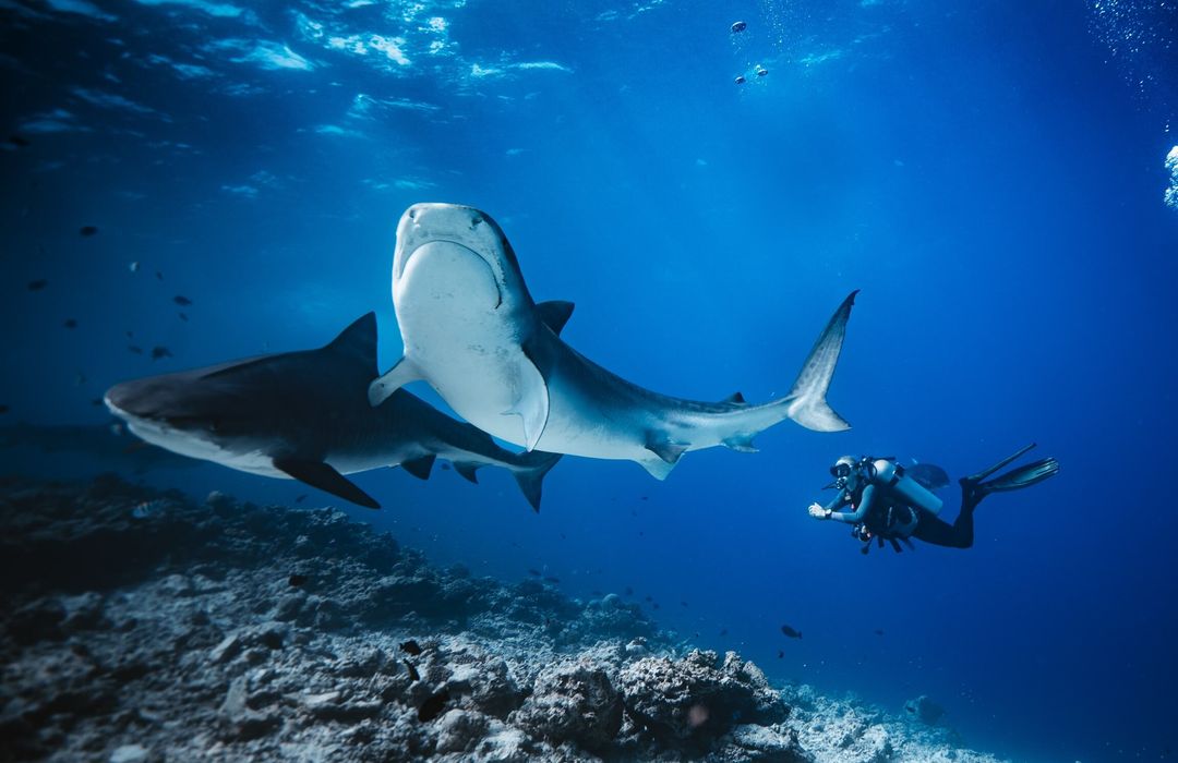 Tiger Shark Diving in Fuvahmulah